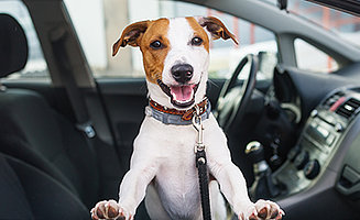Removing Dog Hair and Smell