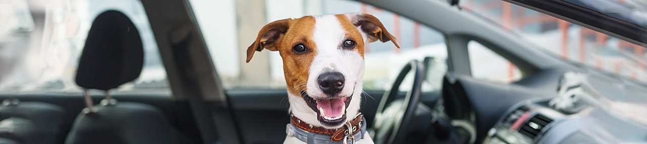 A happy dog smiling in a car with its head out the window.