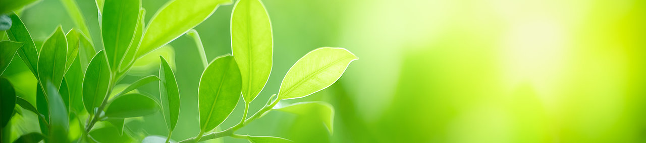A picture of green nature with leave in the foreground.